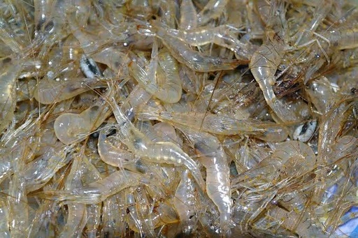 Tép Đá Dành Hoa
