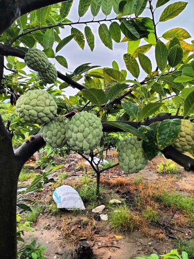Na Ngũ Đài
