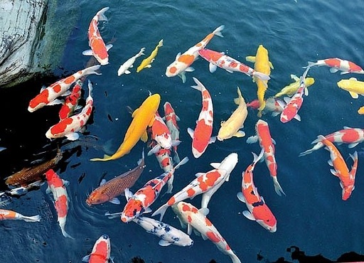 Cá Koi Nước Ngọt