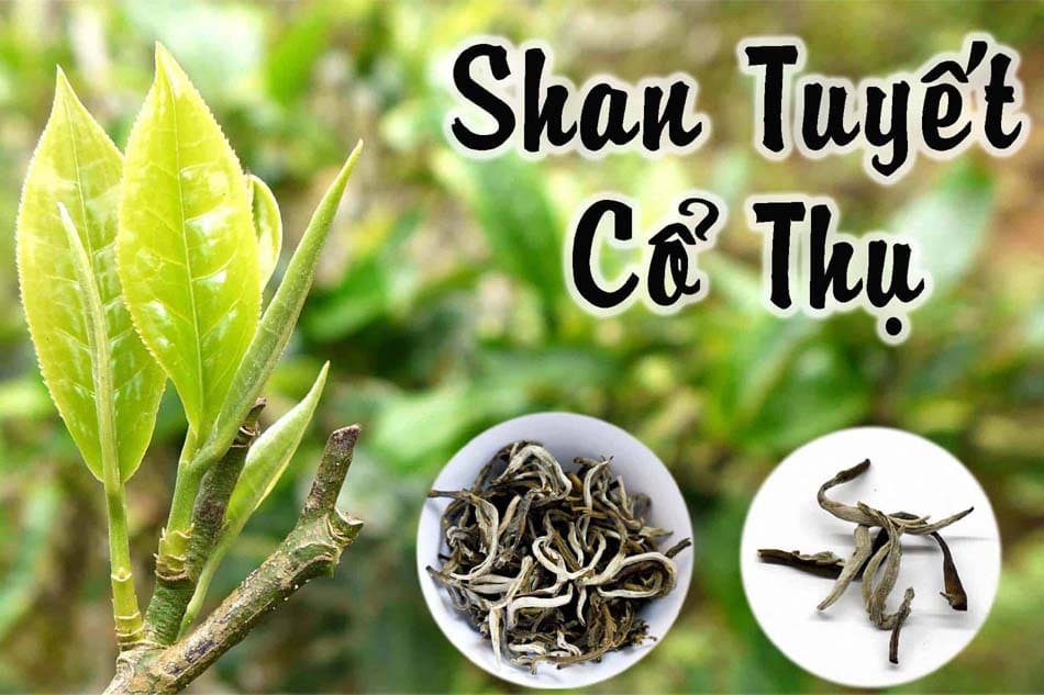Chè Shan Tuyết Cổ Thụ